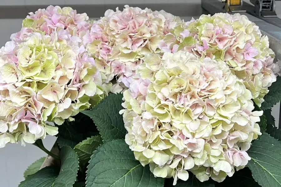 Innenansicht Blumenwelt